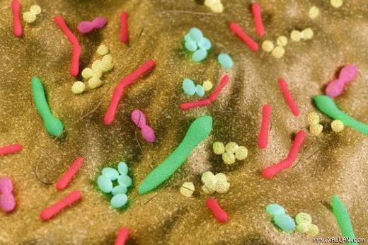 bactéries intestinales