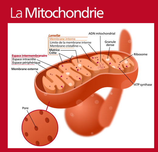 mitochondrie