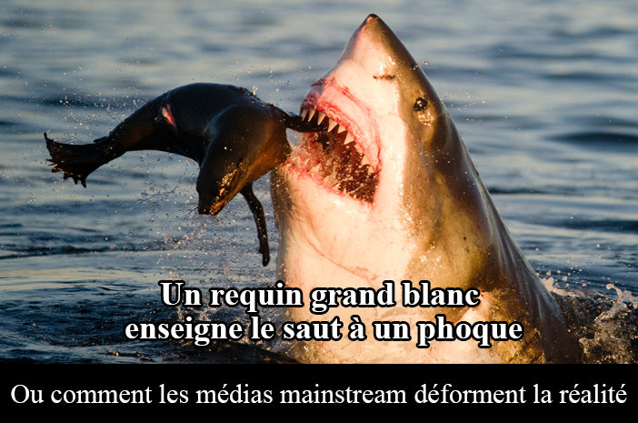 Meme médias distordent réalité requin phoque