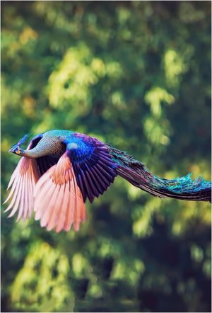 Flight peacock