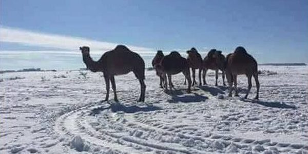 desert snow camel