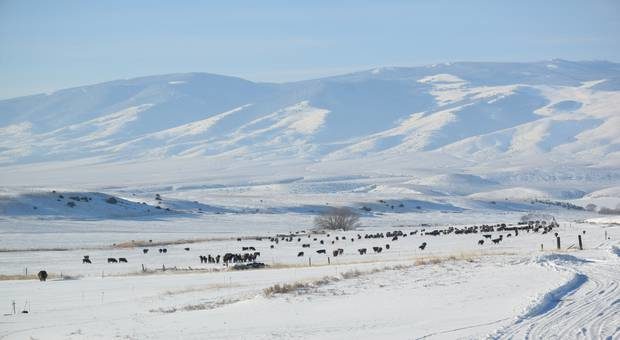 cold Montana