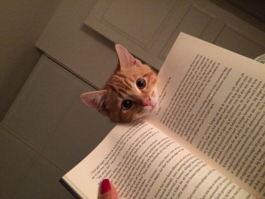 Cat book