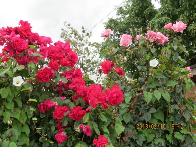 plantes