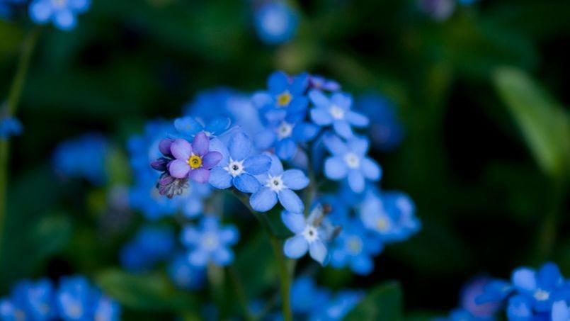 plantes