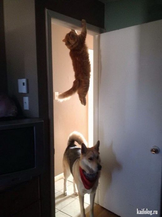 Cat and dog