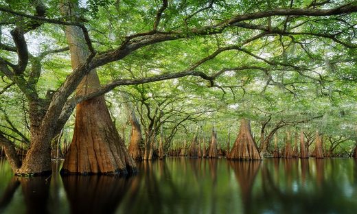 Florida Landscape