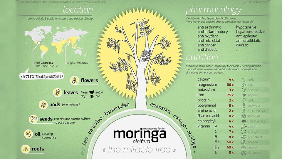 moringa