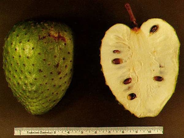corossol fruit