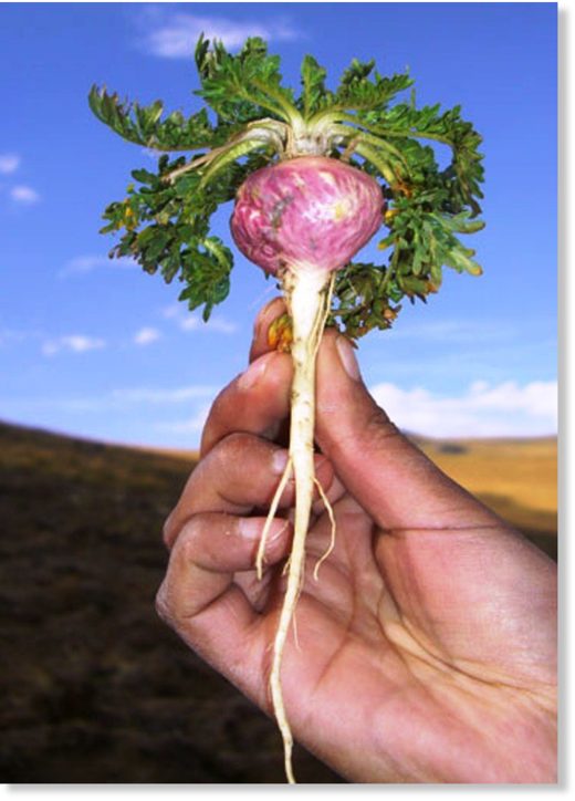 maca