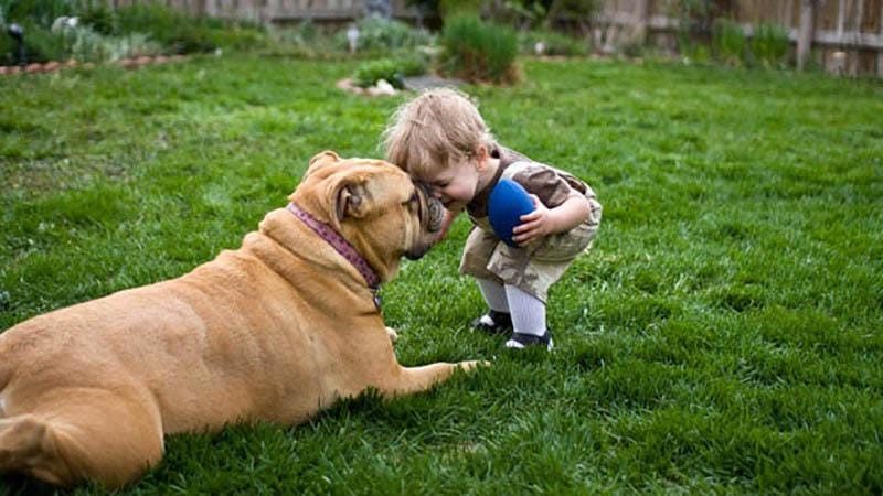 chien garcon