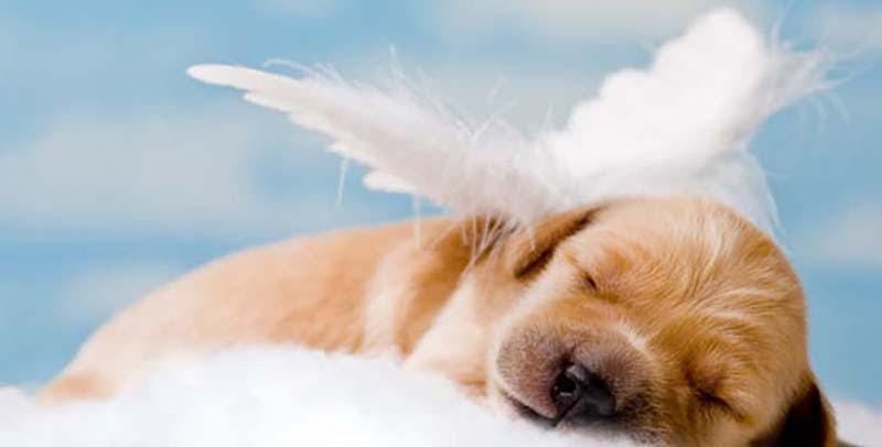 Chien au ciel