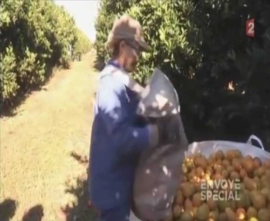 oranges harvest