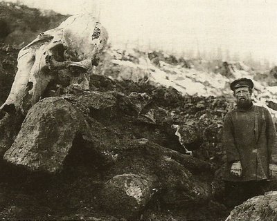 Photo du mammouth de Berezovka, in situ, avant l'excavation