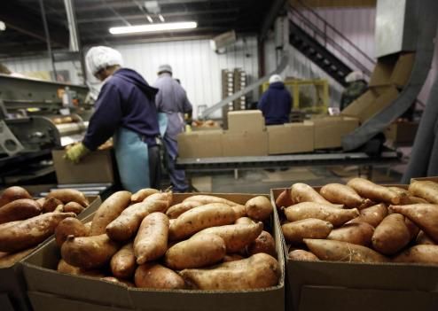 20 % de la production de pomme de terre alimentent les industries de transformation, où sont fabriquées les frites et les chips.