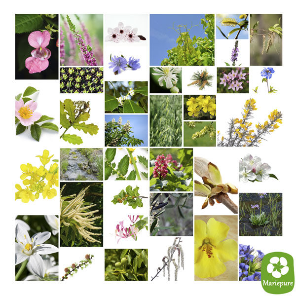 Logo du site Conseils Fleurs de Bach