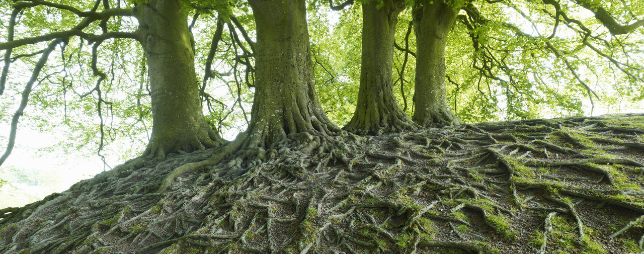 arbres
