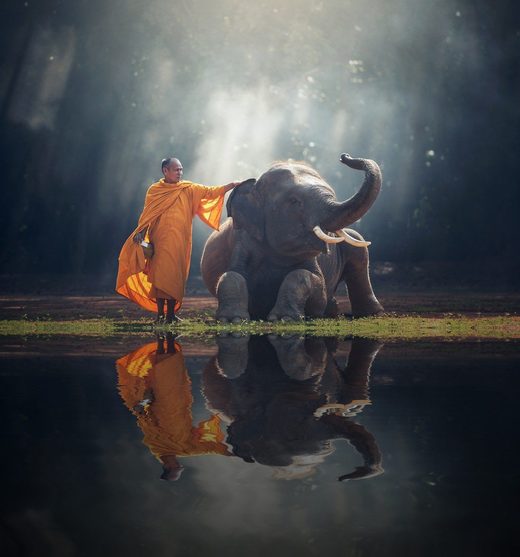 Monk and elephant