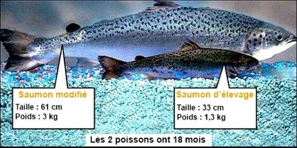 GMO salmon fish