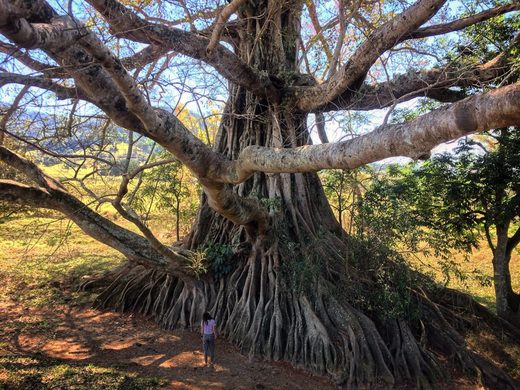 Ficus Virens - White Fig