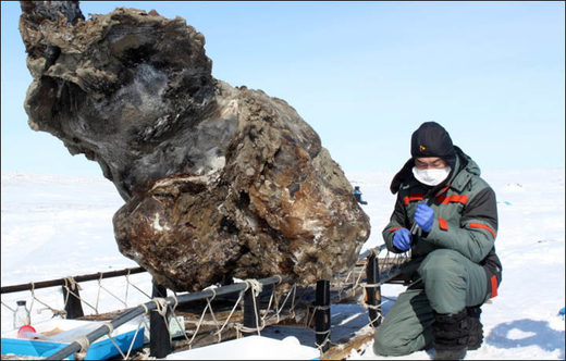 Le mammouth gelé découvert dans les îles Lyakhov