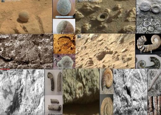 7 fossiles découverts sur des photos de la planète Mars  Ob_4bed1e_1