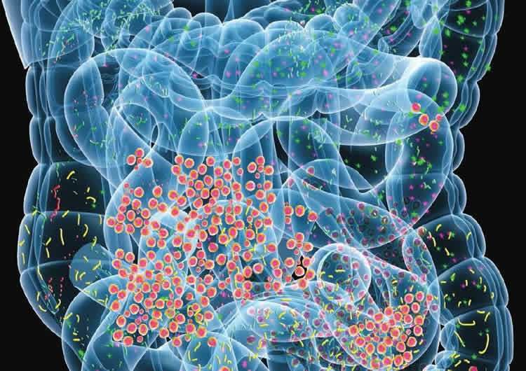gut bacteria