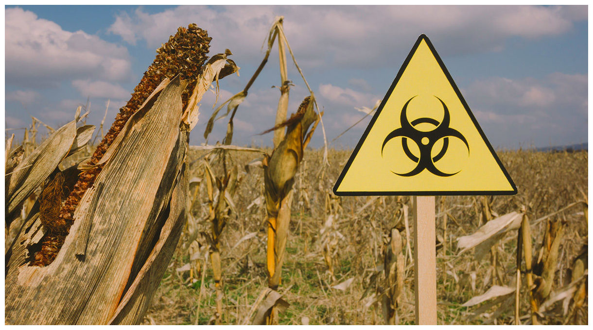 Пестициды влияние на человека. Биологическое оружие для сельского хозяйства. Пестициды опасны для человека ?. Пестициды это в экологии. Воздействие пестицидов на растения.