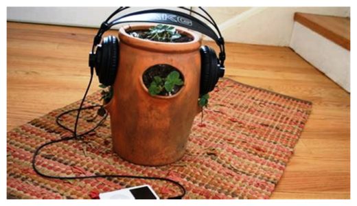 plantes