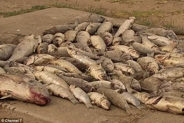 Hundreds of dead fish have mysteriously washed up on an Adelaide beach as authorities warn swimming is off limits