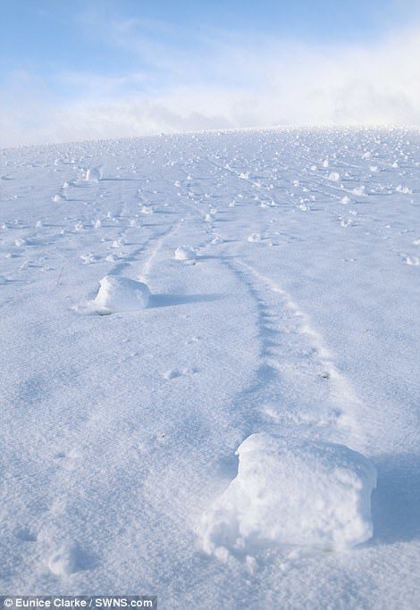A field full of the unusual snow rollers was discovered in Glassford, South Lanarkshire, by Eunice Clarke