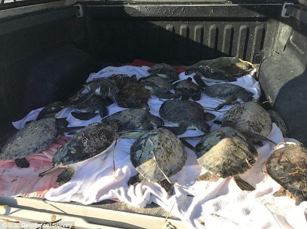 Tortues gelées Floride