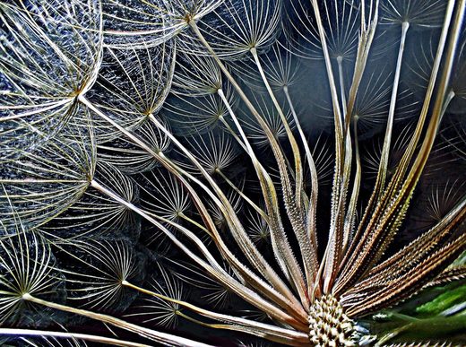 Cliquer pour agrandir goatsbeard-flower-seeds Nikon Small World