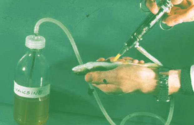 fish vaccine