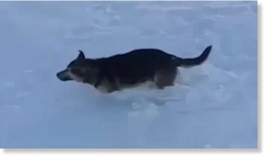 Animals including this dog have been frozen solid after temperatures dropped to minus 56C in Kazakhstan