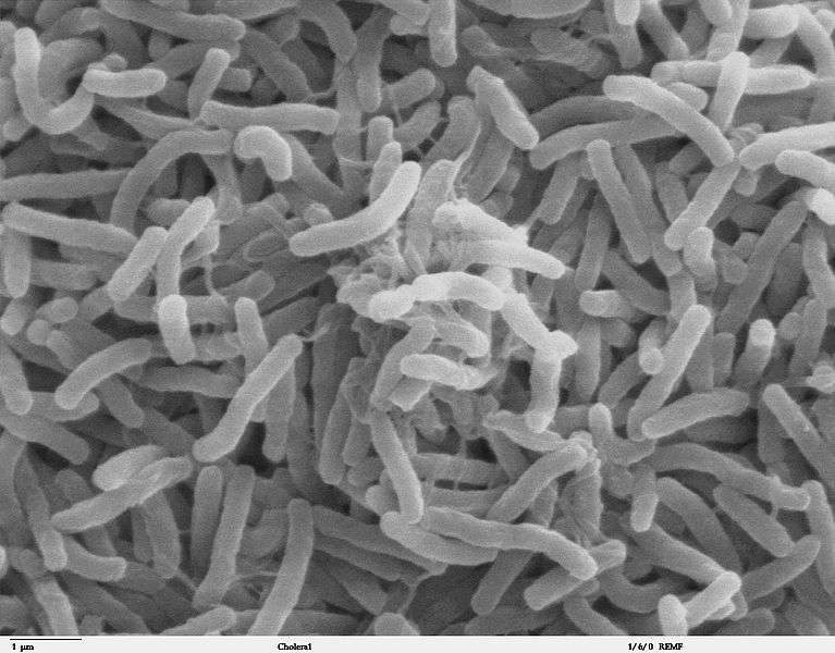 Vibrio cholerae bacteria