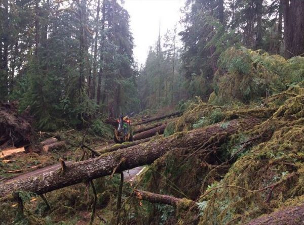 fallen trees