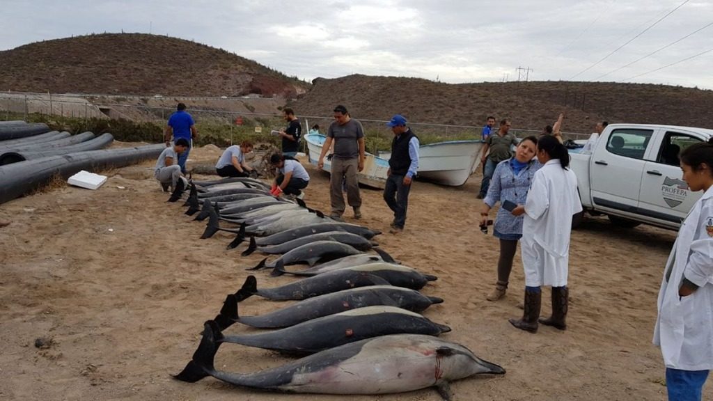 dead dolphins