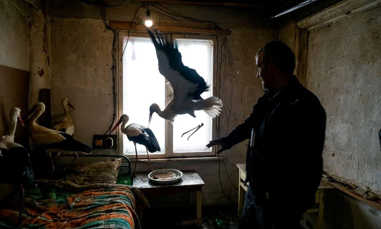 Safet Halil stands next to the five storks he saved in the village of Zaritsa, Bulgaria.