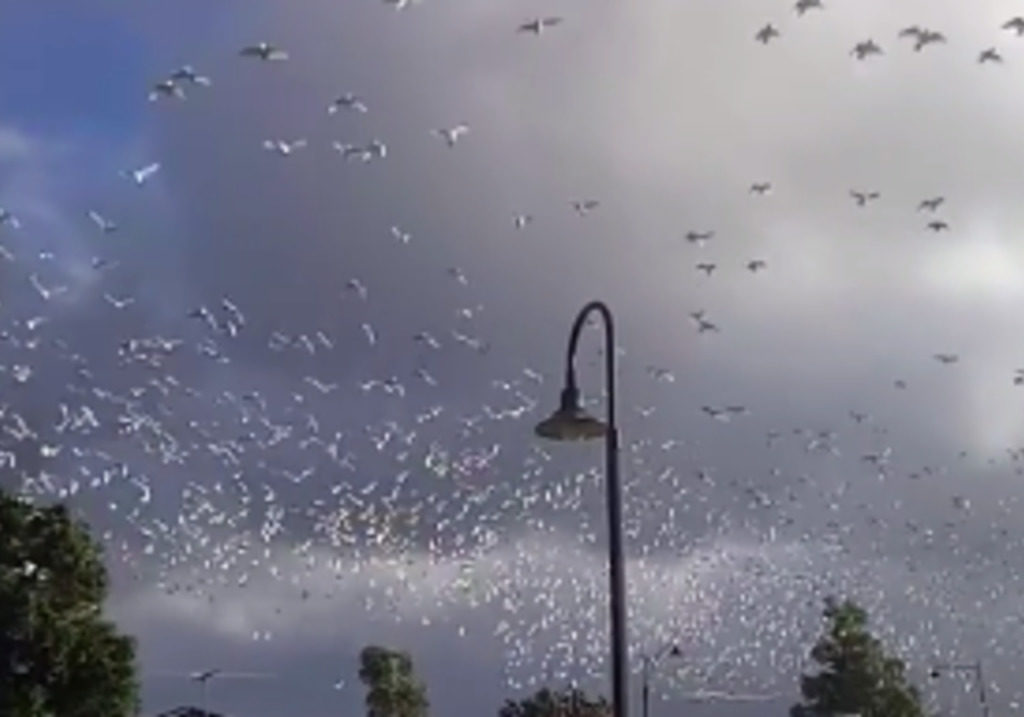 Thousands of birds flee incoming storm in Australia