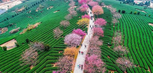 Cherry blossom, Yunnan, China