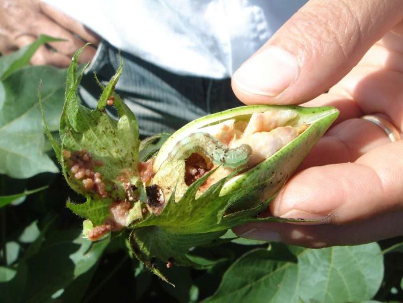 Insectes