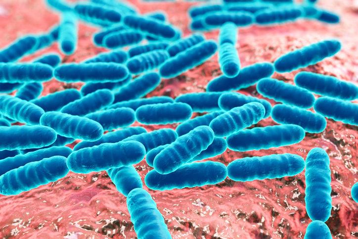 Bacteria