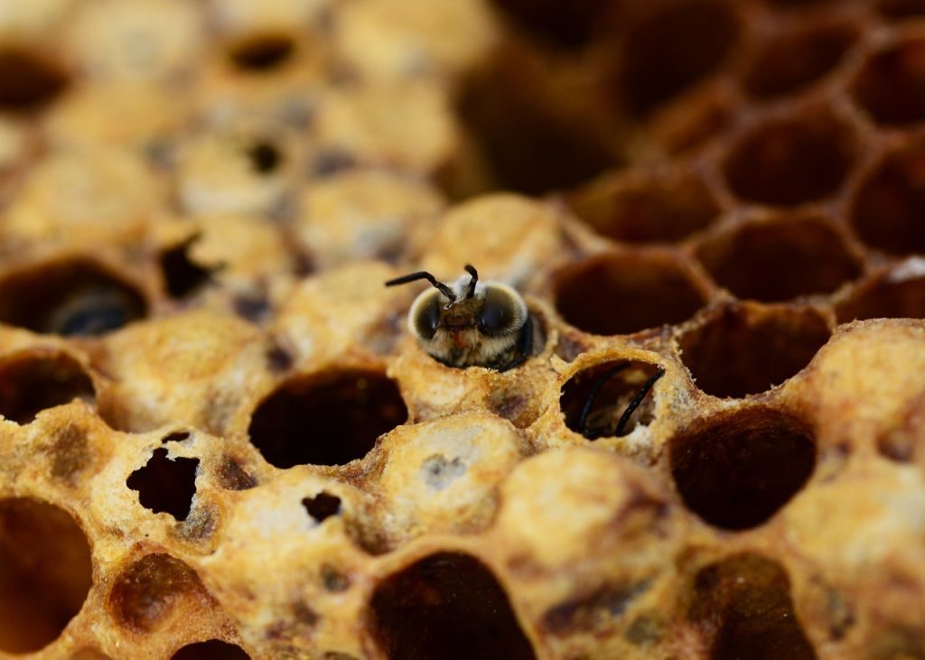 bees