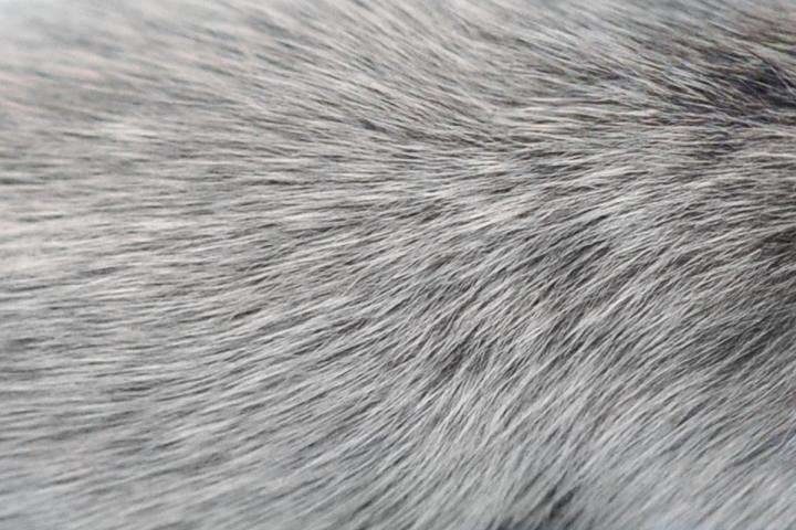 hairs