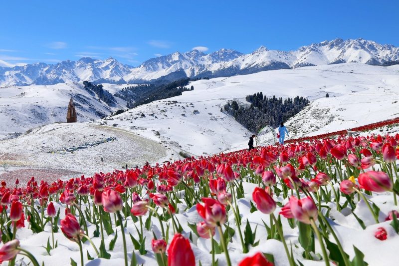 tulip, China, snow