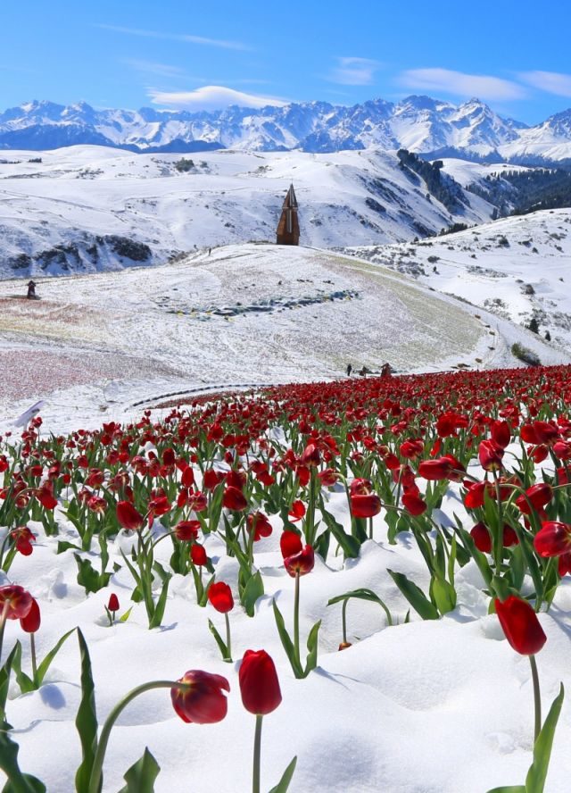 tulip, China, snow, 2018