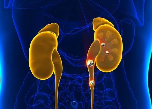 kidney