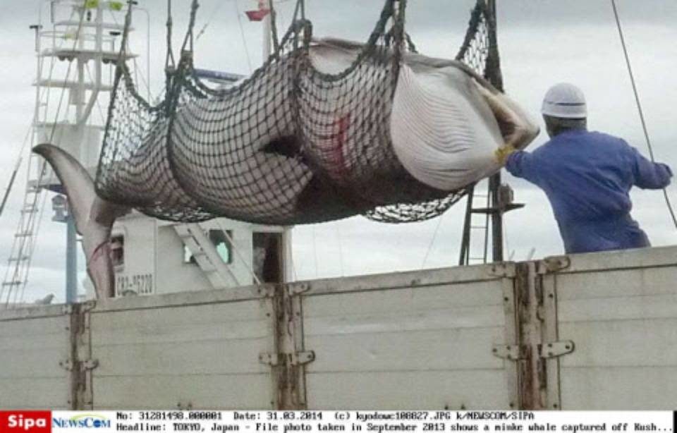 whale, captured