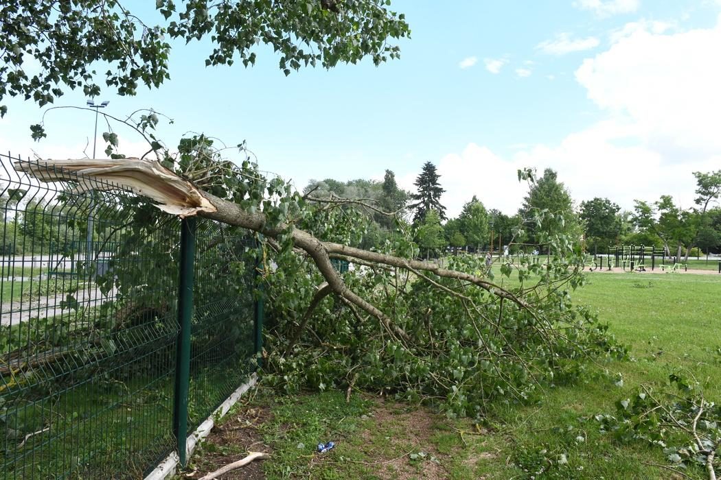 Moulins, arbre